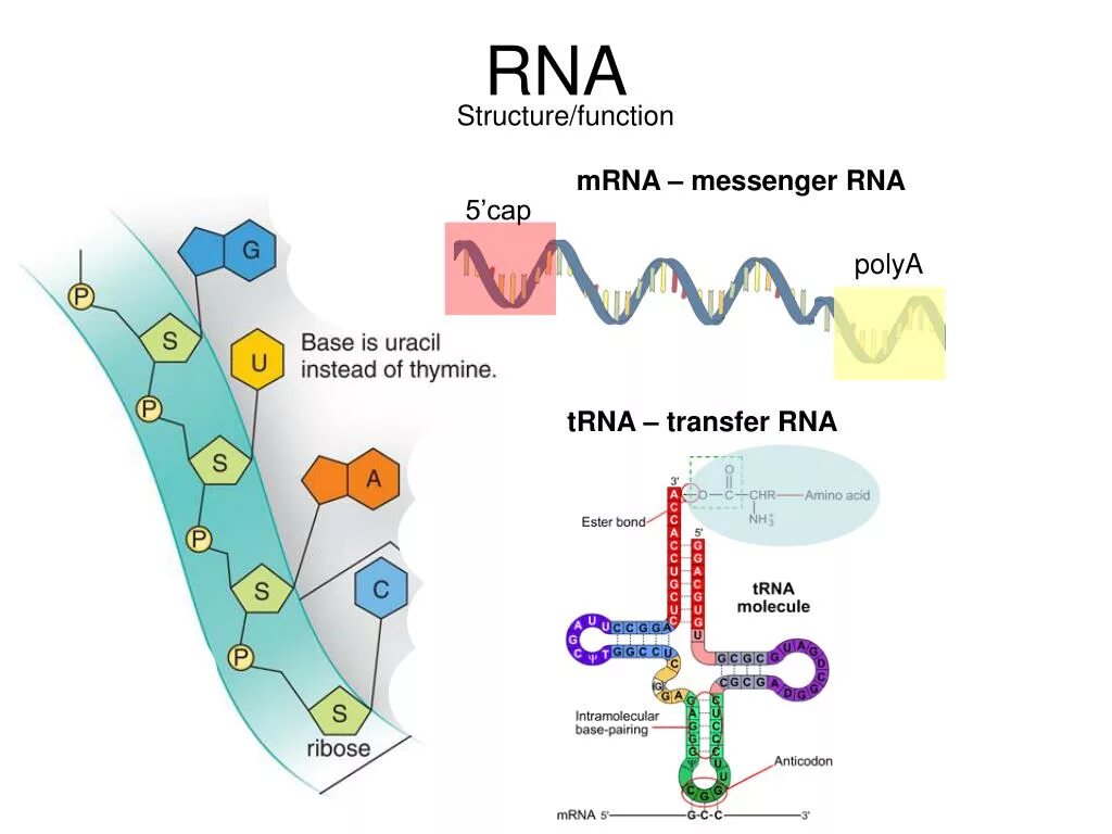 RNA structure. Структура РНК. Молекула РНК. Одноцепочечная РНК.