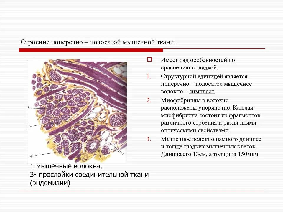 Какова особенность волокон поперечнополосатой мышечной ткани. Особенности строения поперечно полосатой ткани. Строение исчерченной (поперечно-полосатой мышцы):. Строение поперечно полосатой мышечной ткани. Поперечно полосатая ткань строение.