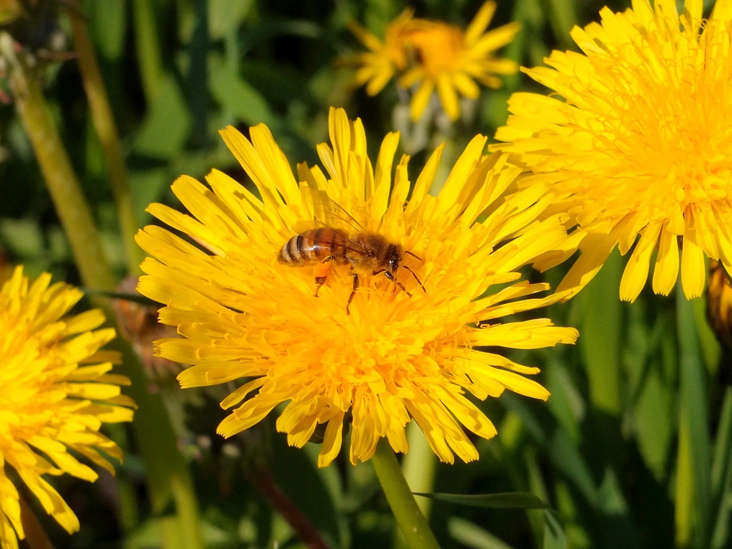 Какие одуванчики собирать. Пчелы на Осоте полевом. Осот полевой и одуванчик. Осот желтый полевой. Одуванчик полевой лекарственный.