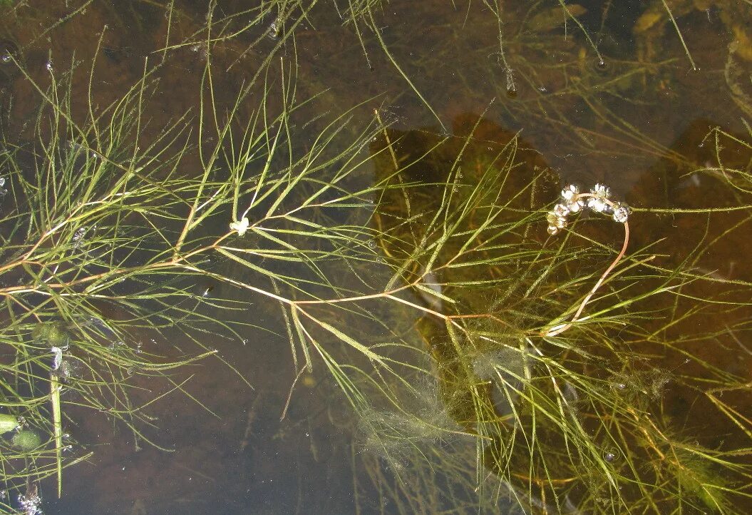 Рдест гребенчатый. Рдест гребенчатый (Potamogeton pectinatus). Рдест водоросли. Водная трава рдест.