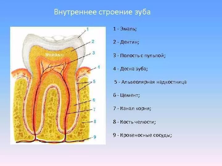 1 дентин. Строение зуба эмаль дентин цемент. зуб эмаль дентин пульпа. внешнее и внутреннее строение зуба. строение дентина зуба.