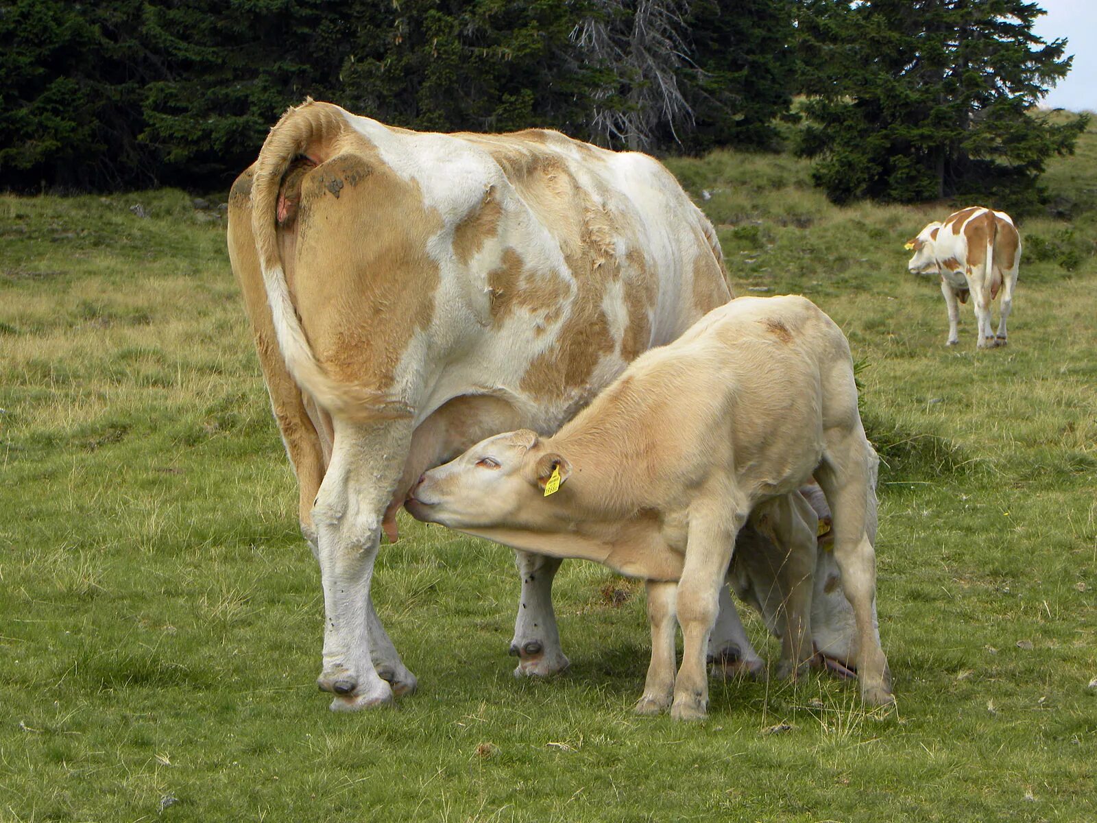 Вскармливание молоком млекопитающих. Млекопитающие вскармливают детенышей. Вскармливание детёнышей молоком.