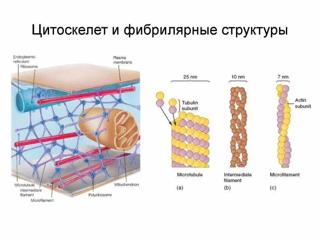 Строение цитоскелета. Образование нитей цитоскелета. Цитоскелет клетки. Цитоскелет состав. Цитоскелет клетки какой органоид