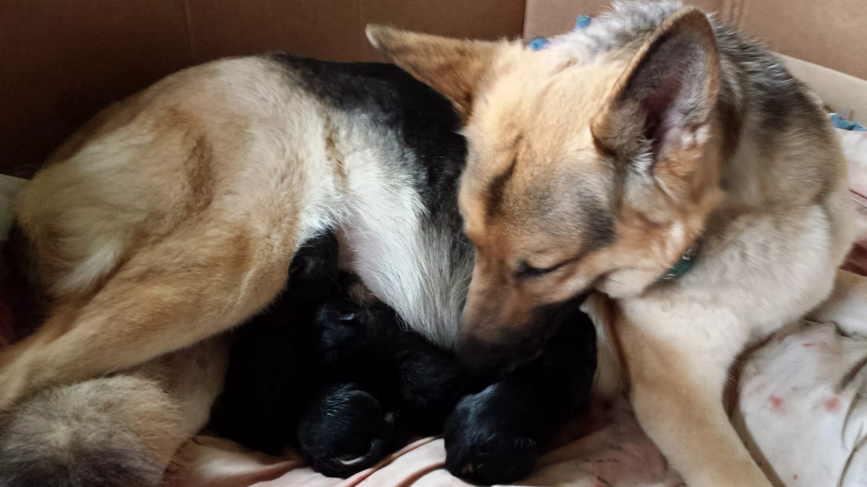 беременная собака немецкая овчарка. немецкая овчарка вынашивает. ожиревшие немецкие овчарки. беременная немецкая овчарка. рождение щенков немецкой овчарки.