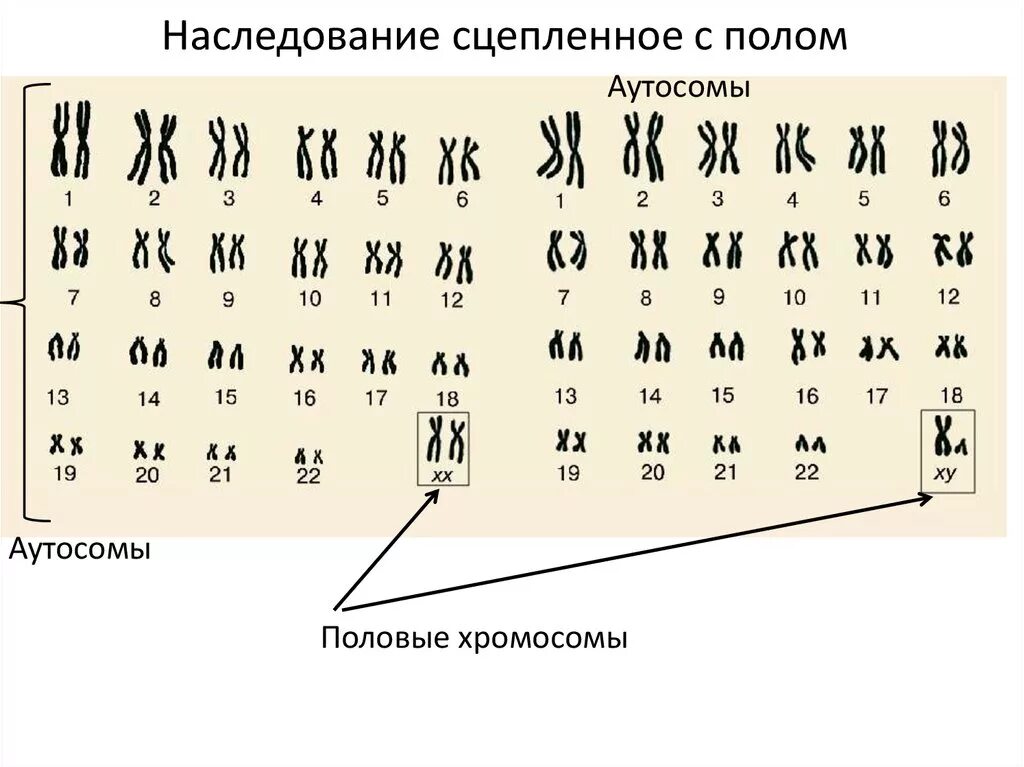 Все хромосомы кроме половых. Кариотип человека 22 аутосомы. Кариотип человека аутосомы половые хромосомы. Кариотип набор хромосом. Генетика пола кариотип человека.