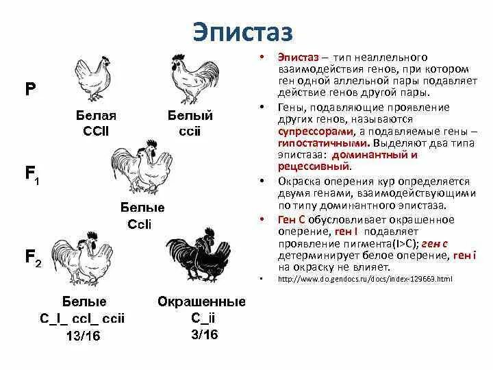 Доминантные признаки у кур. Доминантный эпистаз у кур. Эпистаз схема пример. Наследование окраски плодов тыквы доминантный эпистаз. Эпистаз Тип взаимодействия.