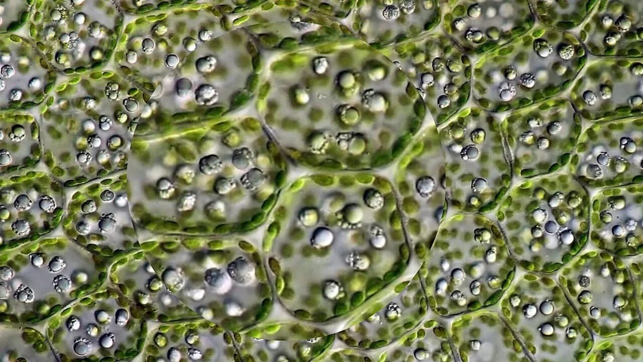 Хлоропласты микроскоп. Хлорофилл под микроскопом. Растения под микроскопом. Лист под микроскопом. Клетки растений под микроскопом.