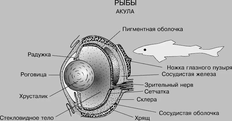 Органы зрения рыб строение. Строение рыбьего глаза. Органы чувств хрящевых рыб. Глаз рыбы схема. Какое значение имеют глаза у рыб