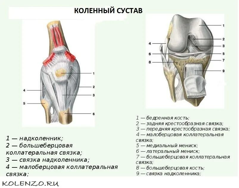 Строение колена у человека. Строение колена связки и мышцы спереди. Строение мышц коленного сустава спереди. Коленный сустав вид спереди анатомия.