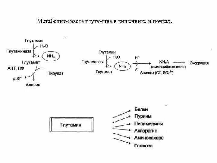 Интеллектуальная карта азота и фосфора химия 9 класс. Азотный обмен растений схема. Взаимосвязь углеводного липидного и белкового обменов. Азот в обмене веществ. Генетическая ветка азота.