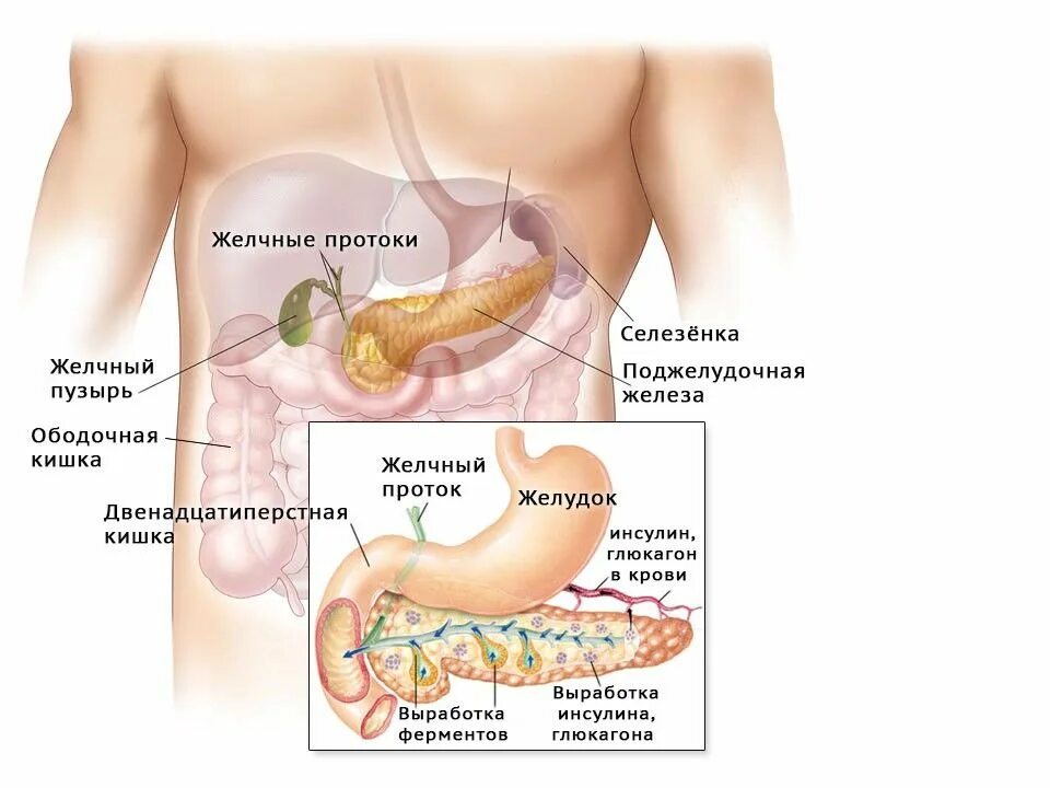 Как влияет поджелудочная железа на печень. Анатомия человека желчный пузырь расположение. Желчный пузырь и поджелудочная железа. Желчный пузырь и поджелудочная железа схема. Желчный пузырь и поджелудочная железа расположение.