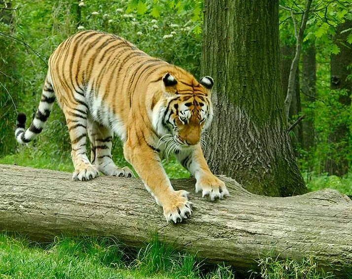 Про красного тигра. Амурский тигр. Амурский тигр красная. Амурский тигр красная книга. Османский тигр.