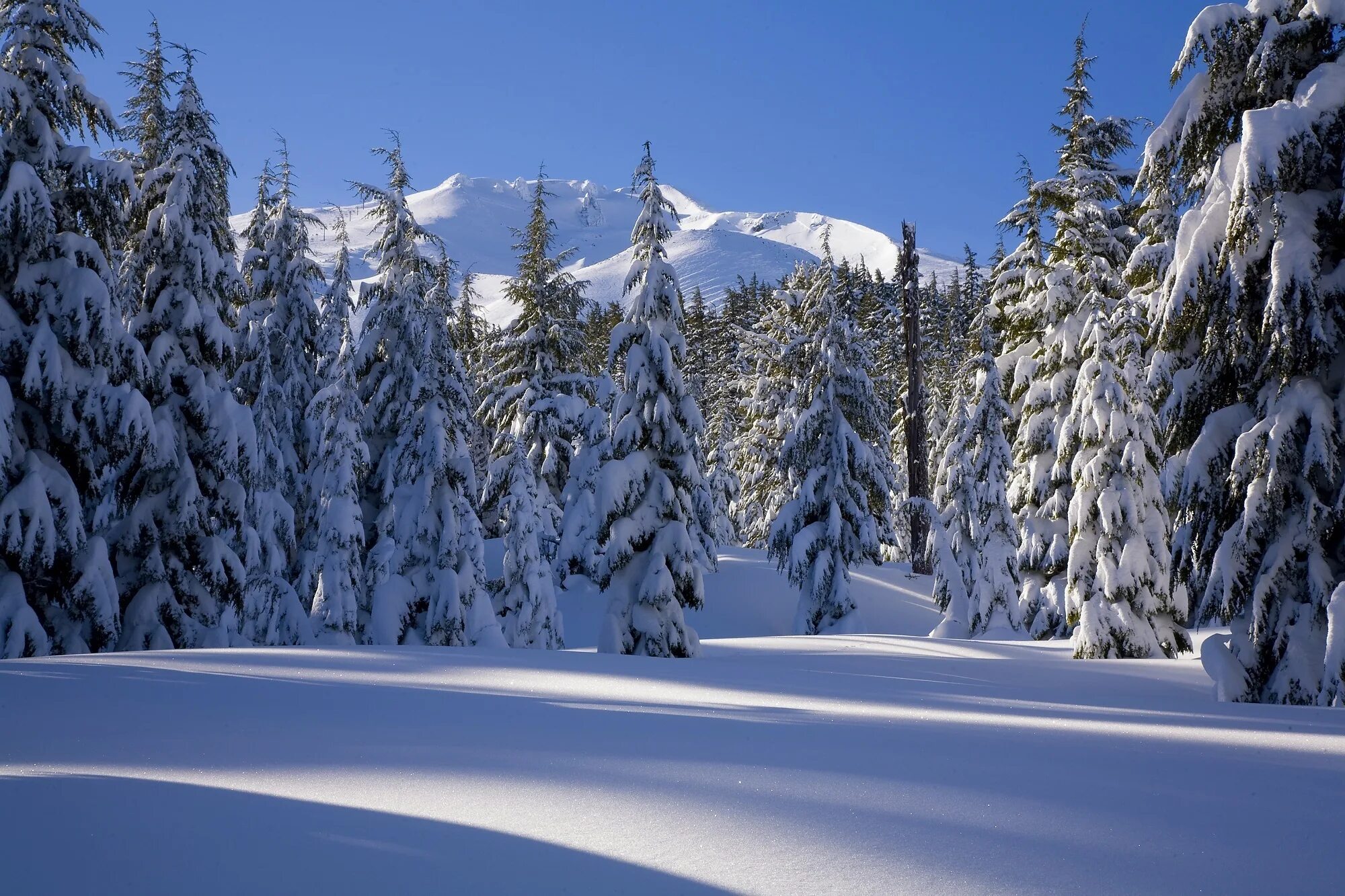 Зимний лес зимой. Зимний лес. Лес в снегу. Зимой в лесу. Снежный лес.