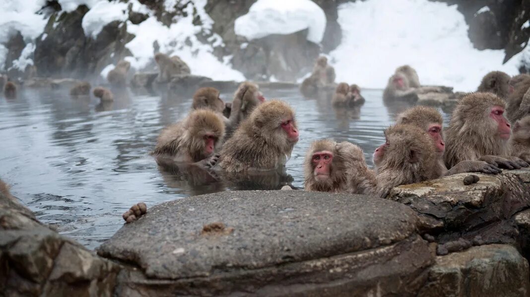 Снежные обезьяны в горячих источниках Нагано. Горячие источники Япония макаки. Парк снежных обезьян Дзигокудани. Снежные обезьяны в горячих источниках (Нагано) Япония. Япония купаться