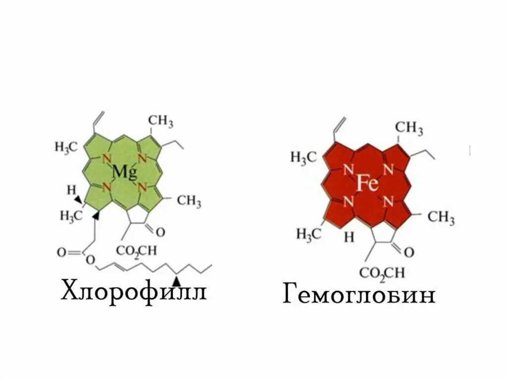 Элемент хлорофилла. Структурная формула гемоглобина и хлорофилла. гемоглобин и хлорофилл структура. формула гемоглобина и хлорофилла. строение гемоглобина и хлорофилла.