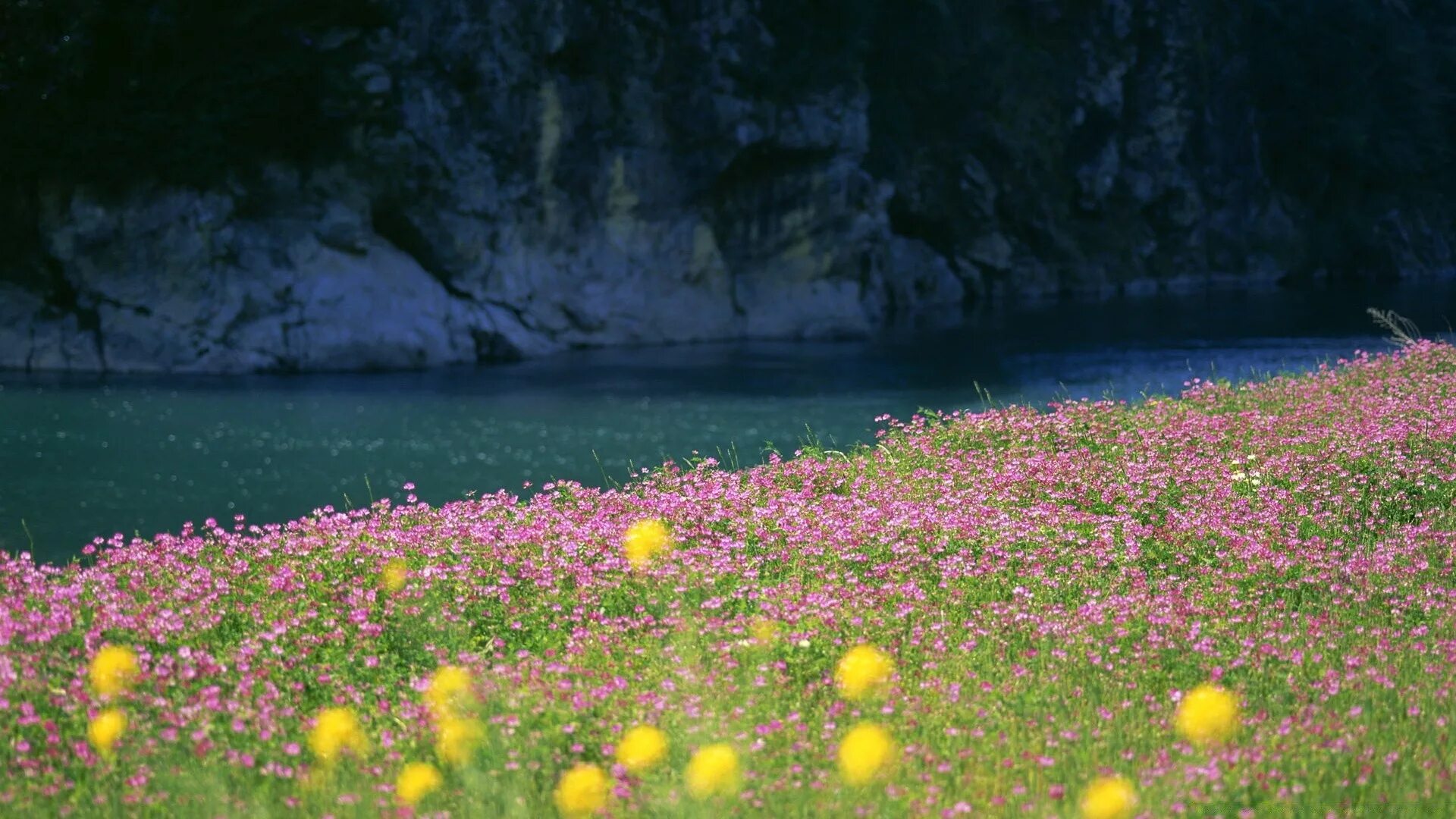 Красивая природа поляна. Природа цветы. Красивая Поляна. Красивая природа лето. Цветочная Поляна.