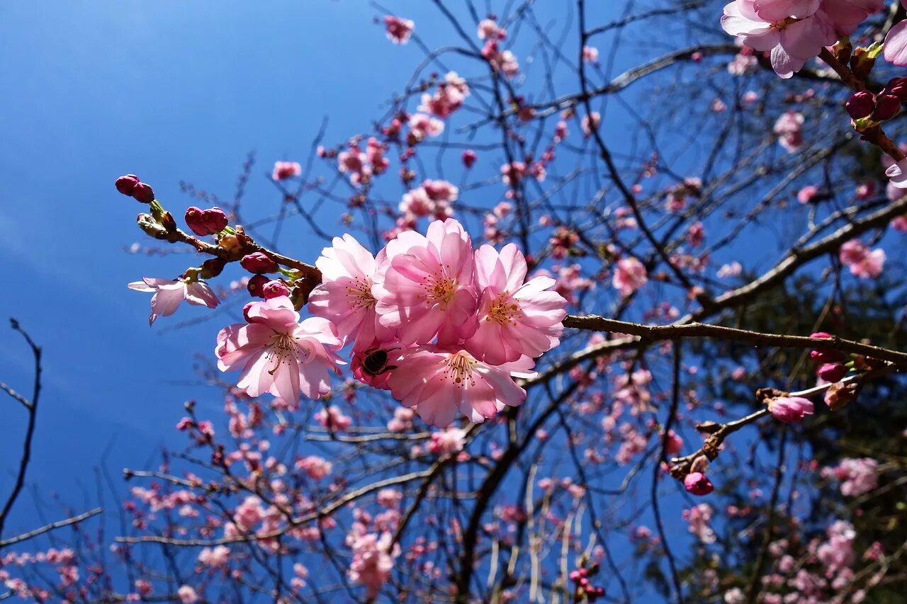 Что зацветает в апреле. Сакура Койо-но-май. Вишня японская (Сакура) Койо-но-МАИ. Цветущие деревья в апреле. Апрель цветы.