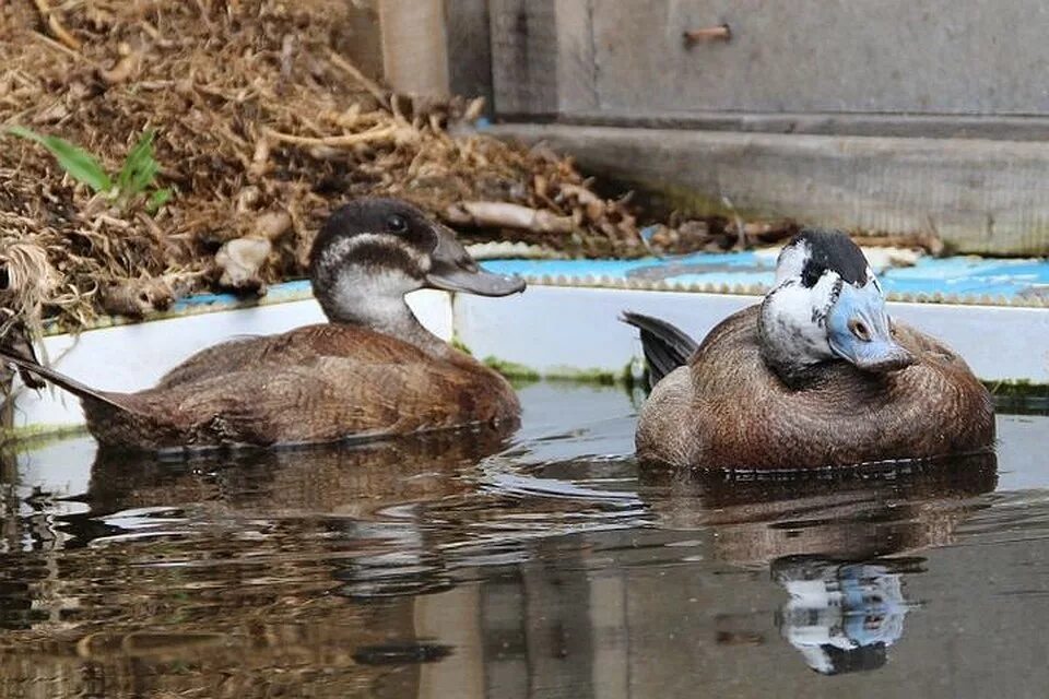 популярные утки. белоголовая савка ареал. новосибирск утки. новосибирская утка. уточка кряква.