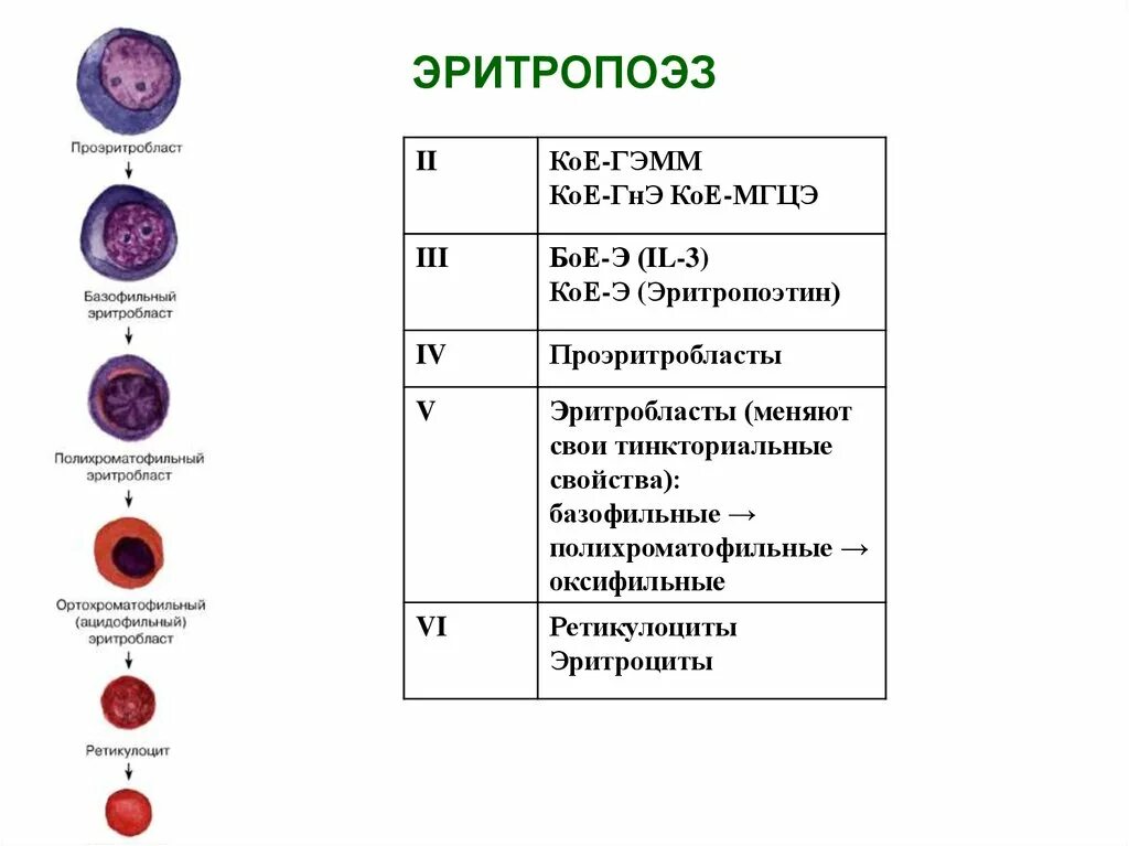 Зрелость клеток. Схема созревания кровяных клеток. Образование эритроцитов эритропоэз. Эритропоэз схема физиология. Стадии формирования эритроцитов.
