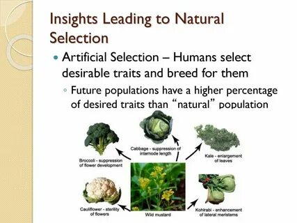 Plant selection