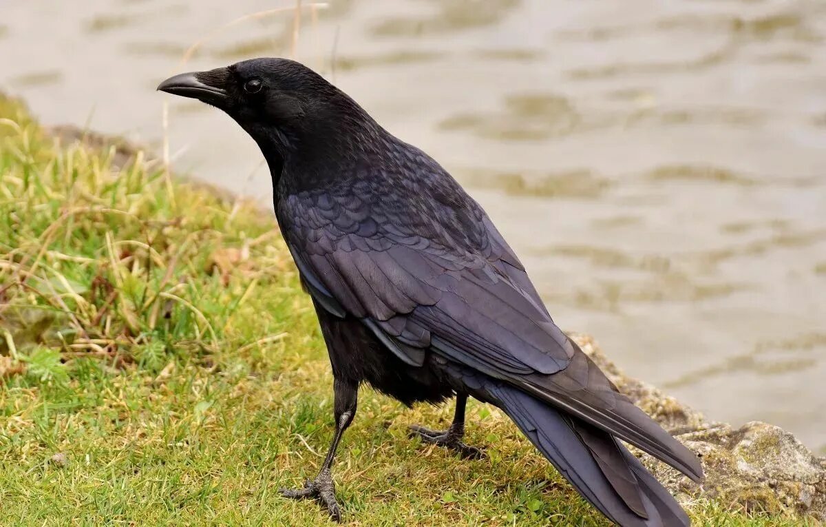 Ворона какой вид. Ошейниковый ворон. Common Raven ворон, ворона. Обыкновенный ворон птица. Ворона обыкновенная фото.