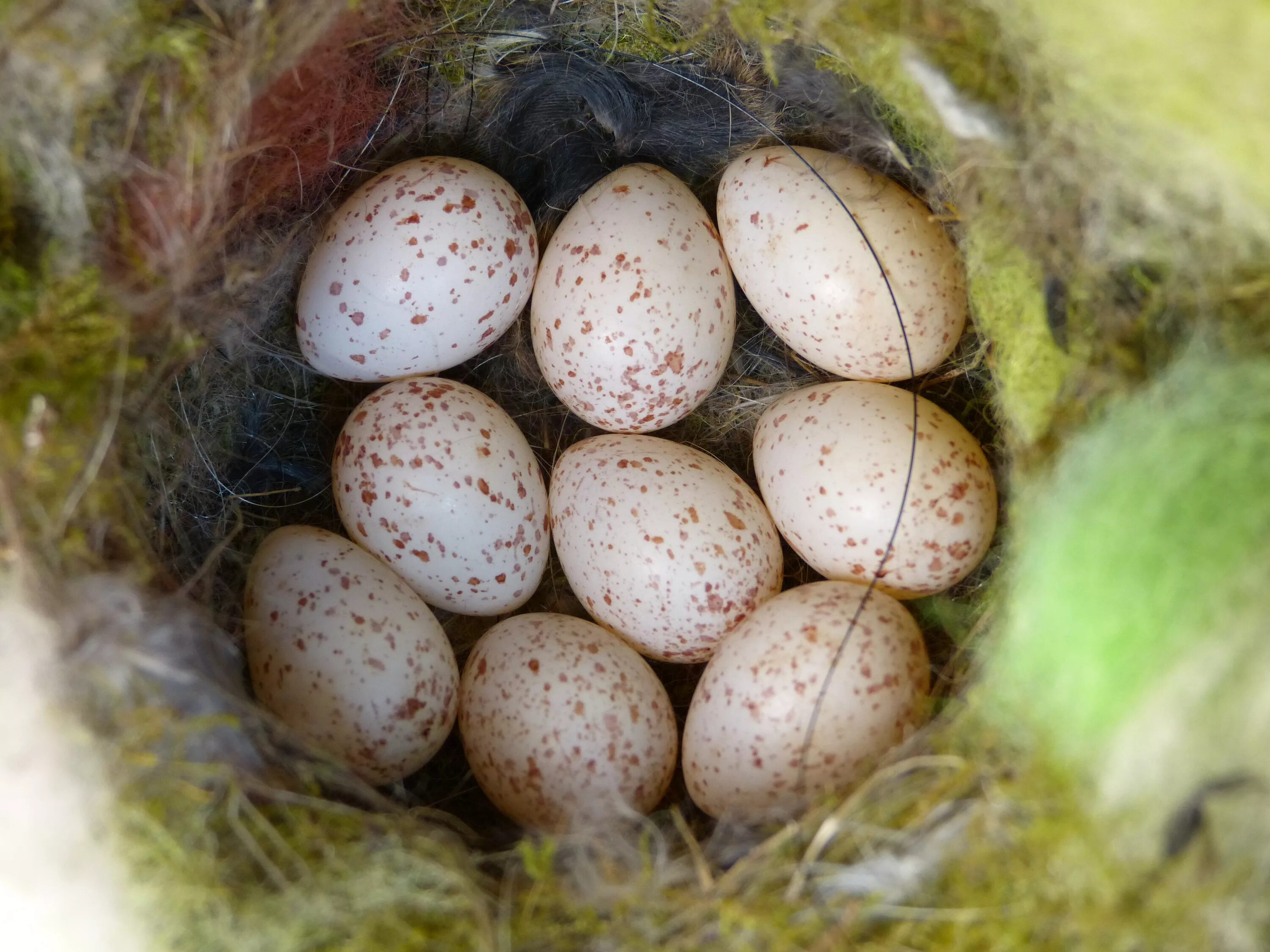 Яйца птиц. Гнездо с яйцами. Яйца лесных птиц. Маленькие яйца.