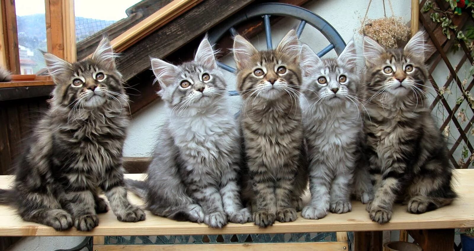 Котенок породы мейн. Котята Мейн куна. Котята породы Мейн кун. Кошка Мейн кун с котятами. Фото Мейн куна.