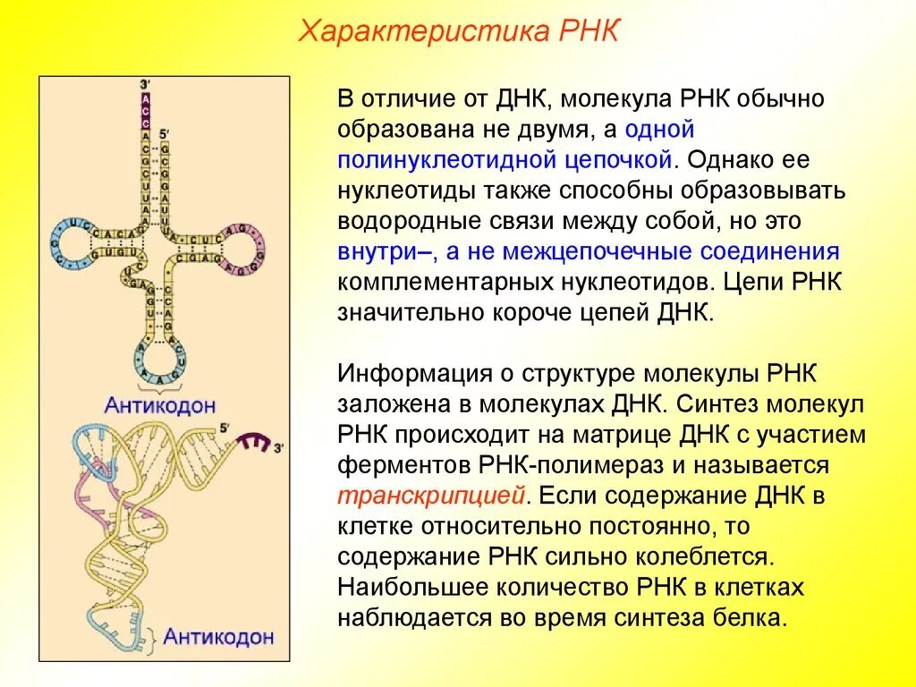 Рибонуклеиновая кислота строение и функции. Молекула РНК. Цепь РНК строение. Параметры РНК. Биологические свойства рнк