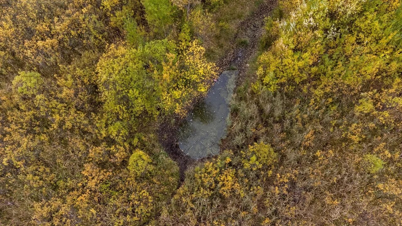 Высохшее болото. ООПТ утиное болото Пермь. Утиное болото Закамск. ООПТ утиное болото.