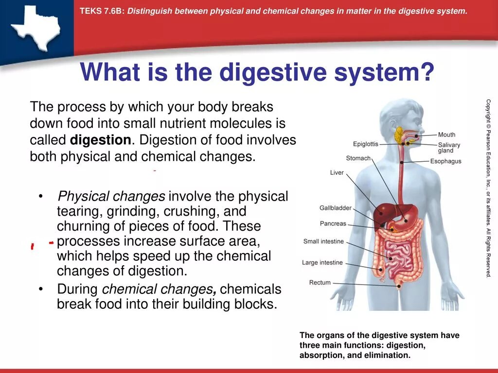 What is Digestive System. Structure of the Digestive System. Функция Digestive System. Main functions of the Digestive System.