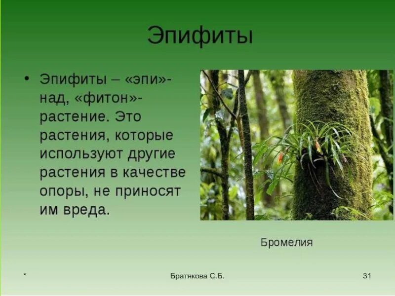 Эпифиты. Эпифиты среда обитания. Растения Эпифиты. Сообщение о Эпифиты. Отношения между деревом и эпифитом