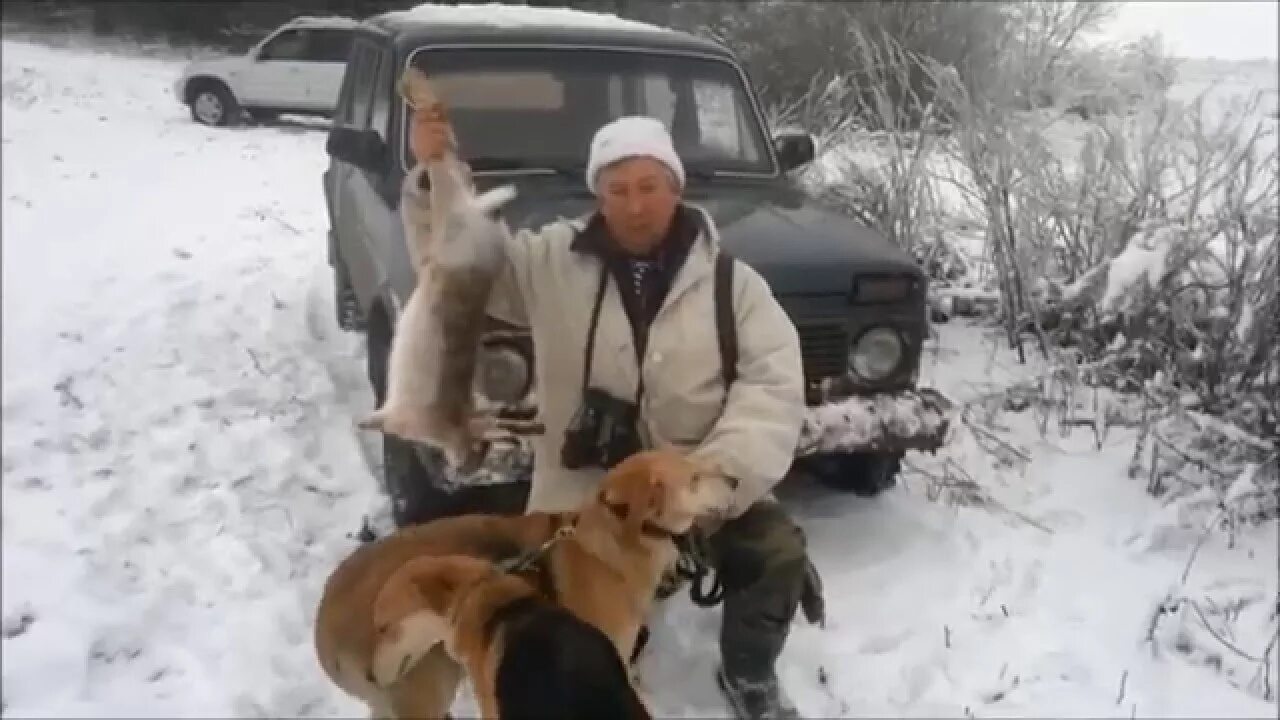 Чернотроп с гончими. Охота на лису с гончими по чернотропу.