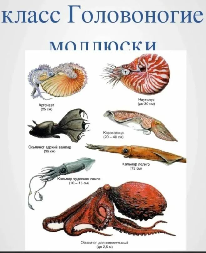 Представители типа моллюсков. Зоология моллюски. Брюхоногие двустворчатые головоногие. Морские брюхоногие моллюски представители. Строение ракушки.