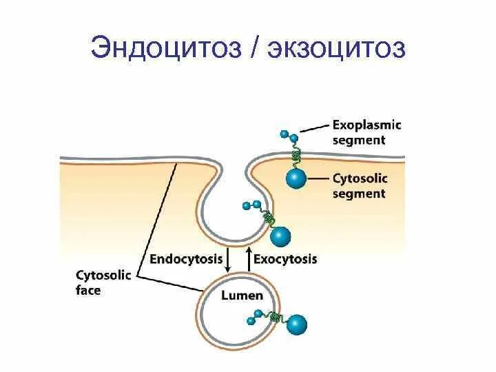 Схема Эндо и экзоцитоз. Эндоцитоз и экзоцитоз схема. Схема эндоцитоза и экзоцитоза. Экзо и эндоцитоз. Г эндоцитоз