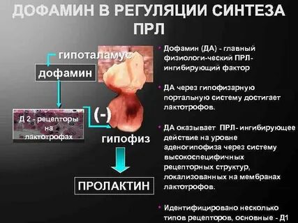 Дофамин почечная