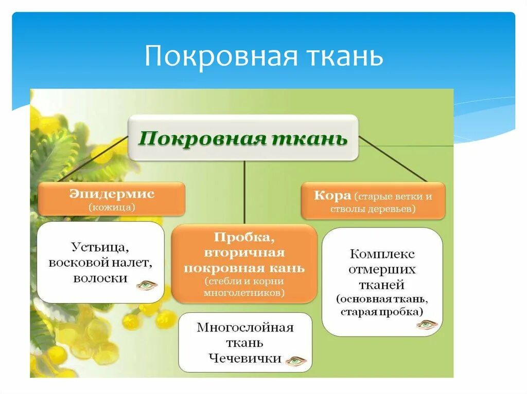 Покровная строение и функции. Покровная ткань. Функции покровной ткани. Образовательная покровная. Образовательные и покровные ткани.