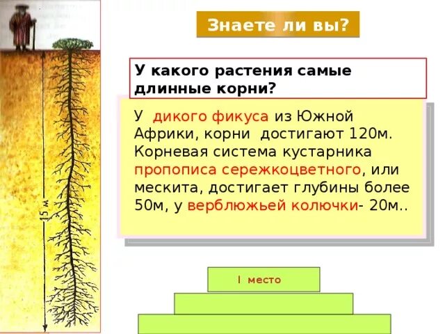 Самые глубокие корни. Самый длинный корень у растения. Самый длинный корень. Самые длинные корни растений в мире. Самая длинная корневая система.