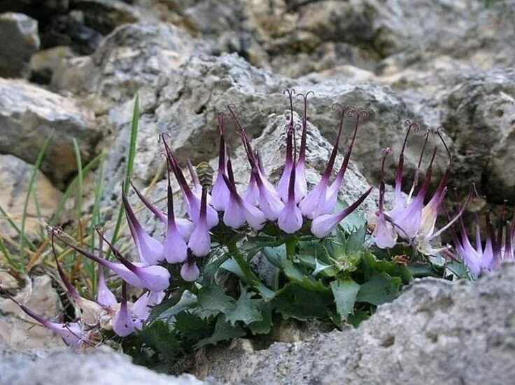 Physoplexis comosa. Кольник хохлатый. Кольник Шейхцера. Физоплексис Physoplexis comosa. Contain plants