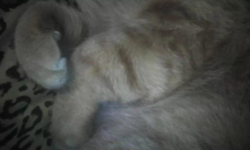 Кошка хромает на переднюю лапу. Опухла передняя лапа у кота. У кота опухла подушечка на лапке.