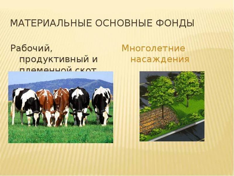 Рабочий и продуктивный скот. Рабочий скот и продуктивный скот. Рабочий скот основные фонды. Рабочий и продуктивный скот относится к.