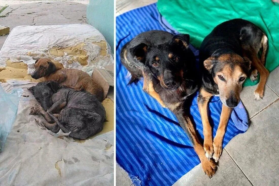 На улице жили щенки
