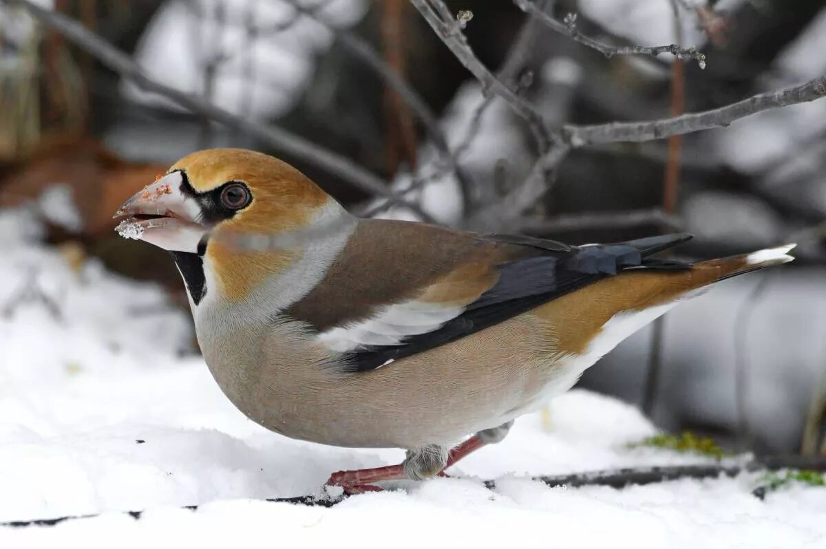 Bohemian Waxwing (Bombycilla garrulus). Birds of Siberia.