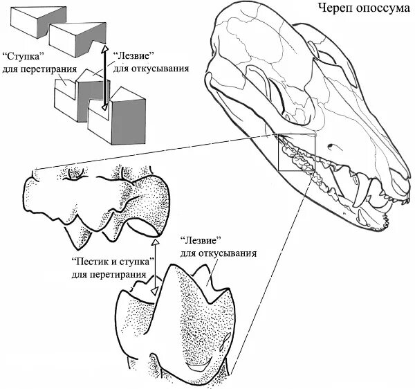 Зубная система млекопитающих. Дифференцировка зубов у млекопитающих. Зубы млекопитающих дифференцированы. Дифференцированная зубная система млекопитающих. Дифференциация зубов млекопитающих