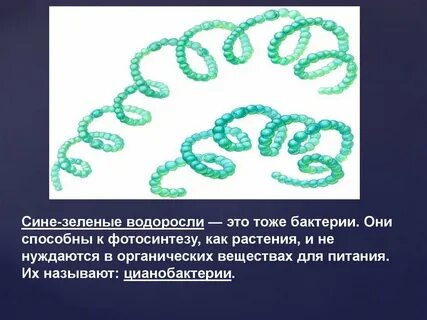 Когда появились сине зеленые водоросли