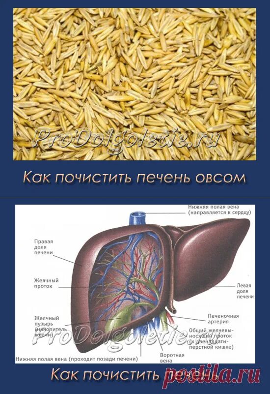 Чем в домашних условиях можно почистить печень. Овес чистит печень. Как почистить печень. Как очистить печень овсом. Очистка печени овсом.