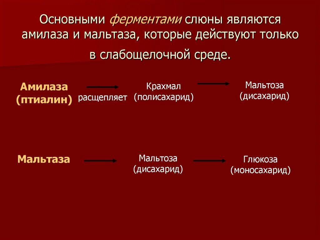 Ферменты полости рта. Птиалин амилаза расщепляется ферментами. Основными ферментами слюны являются. Основным ферментом слюны является. Фермент амилаза в слюне.