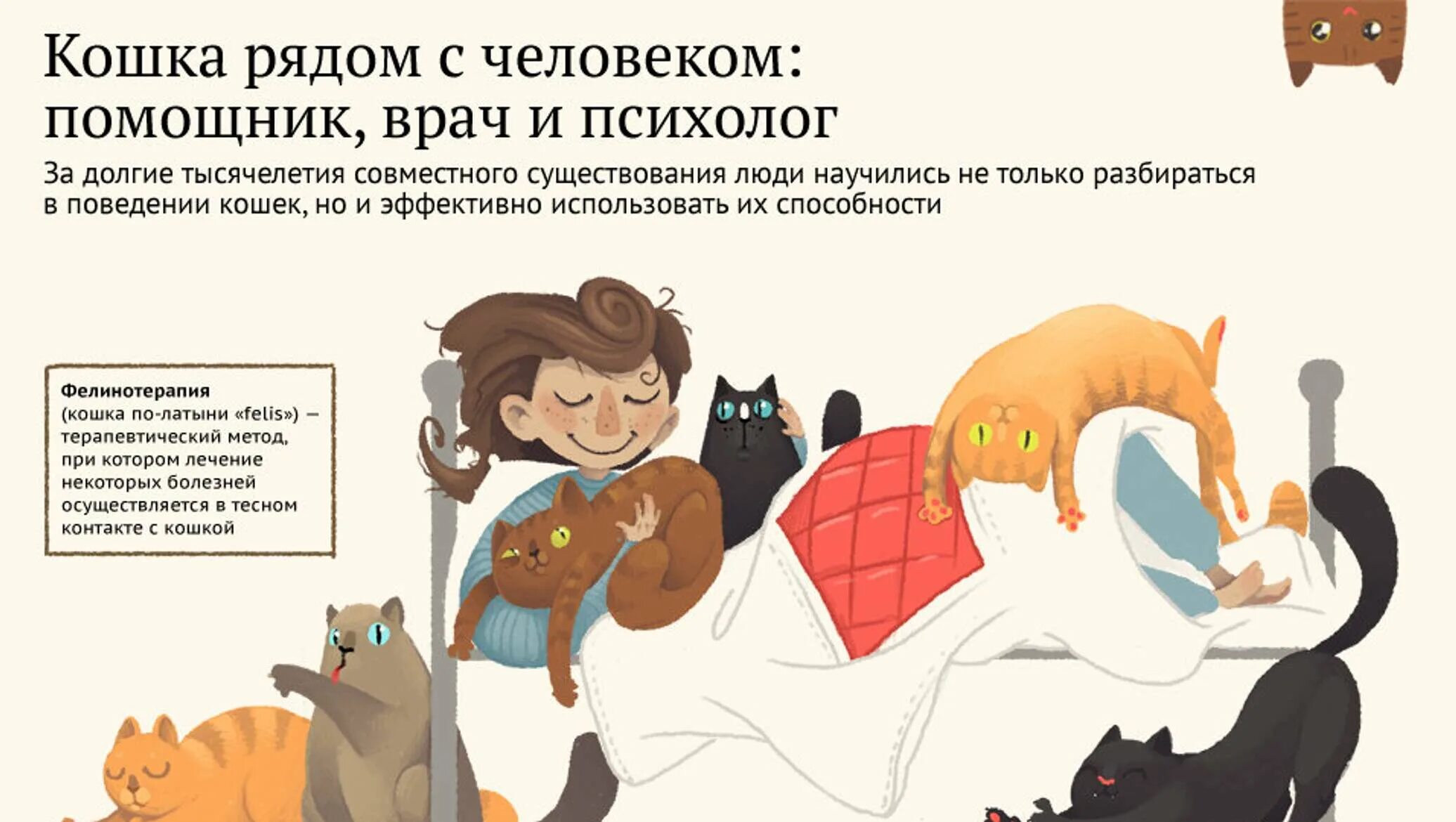 Интересные факты о котах. Советы от котика. Польза кошек и собак для человека. Интересные факты о пользе кошек. Питомцы плюсы и минусы