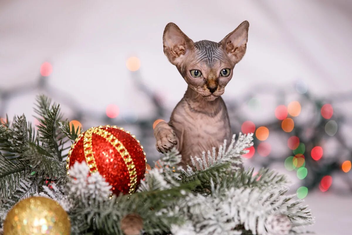 новогодний лысый кот. новогодние коты сфинксы. новогодний сфинкс. сфинкс новый год нарядный. лысые кошки с новым годом.