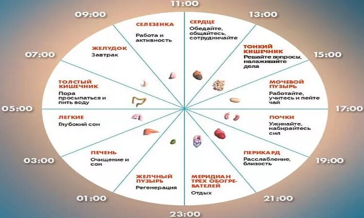 Восстановление организма по часам. Китайские биологические часы. Работа органов во время сна. Ритмы организма человека по часам. 3 ночи в неделю