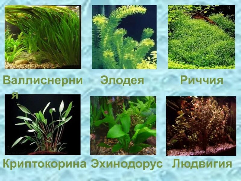 Обитатели аквариума растения. Обитатели аквариума водоросли. Аквариумные водоросли названия. Аквариумные растения названия.
